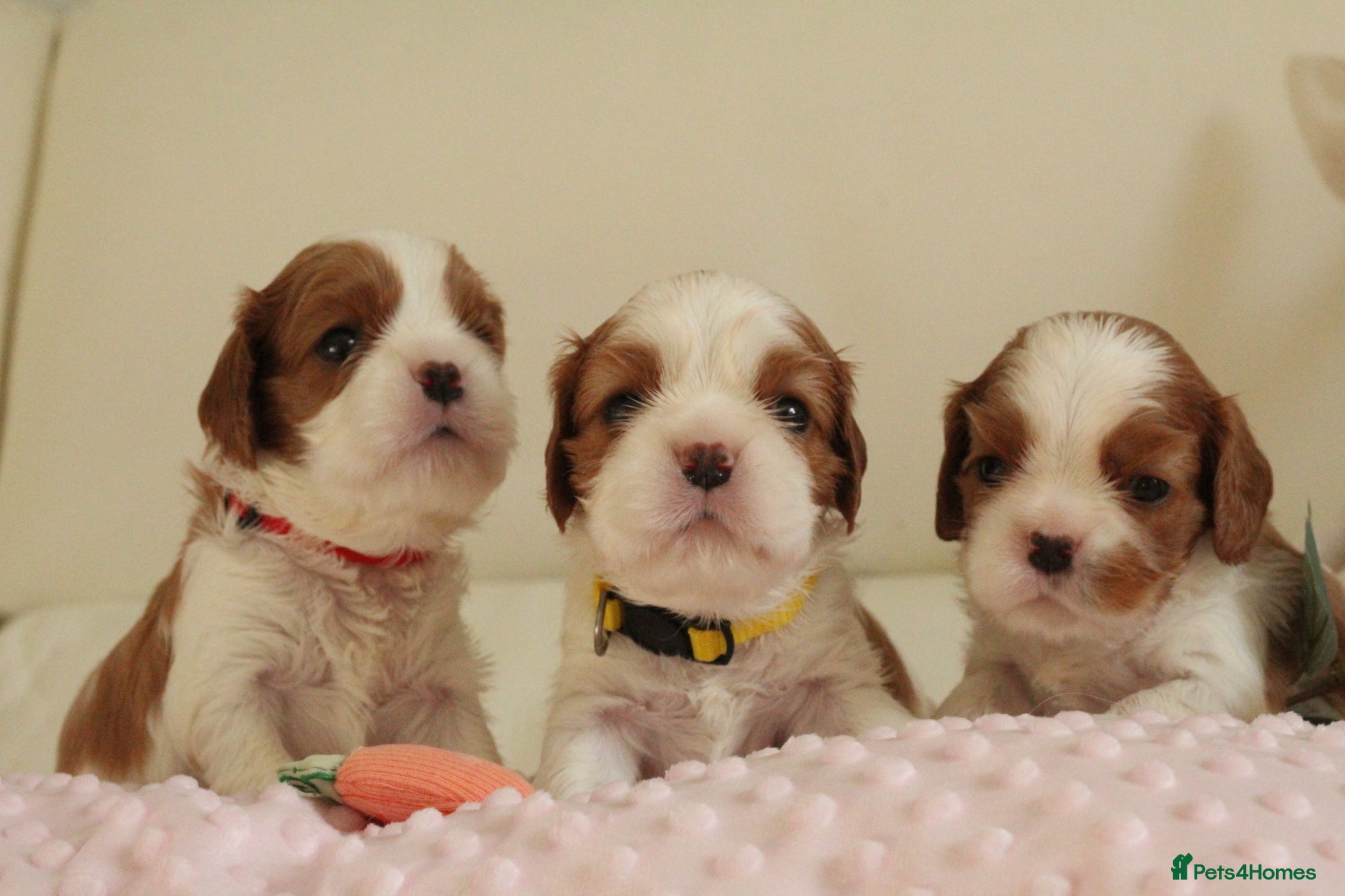 Cavalier King Charles Spaniel dogs KC reg TOP standard Cavaliers King Charles Spaniel - Advert 2