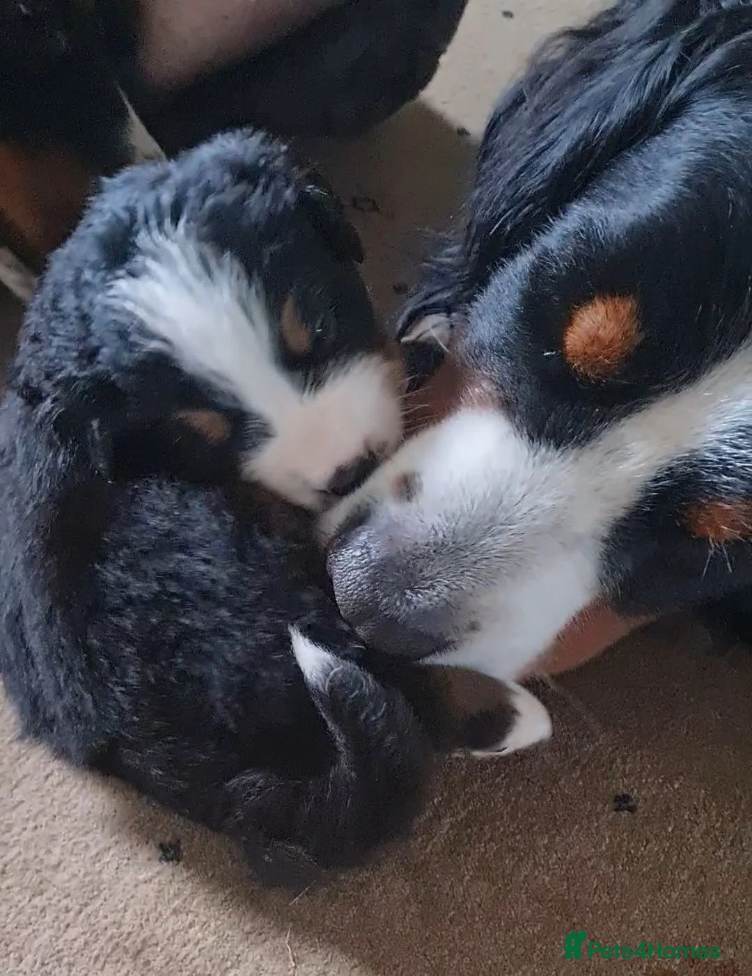 Bernese Mountain Dog dogs for sale: KC Bernese Mountain Dog pups home with mum & dad - Advert 2