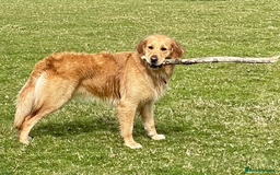 Golden Retriever dogs for sale: Golden Retriever Puppies for Sale - Image 5