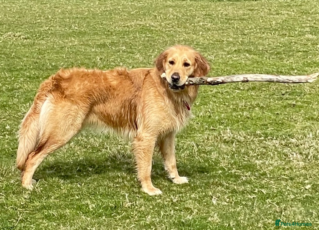 Golden Retriever dogs for sale: Golden Retriever Puppies for Sale - Image 5