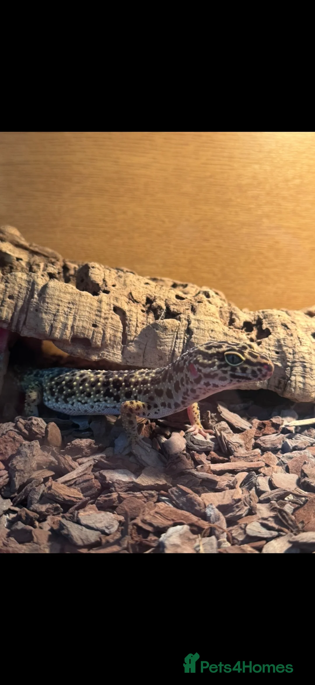 Leopard Gecko reptiles for sale: Leopard Gecko and full set up - Advert 2