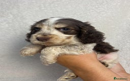 Cocker Spaniel dogs for sale: Show type cocker spaniels  - Image 20