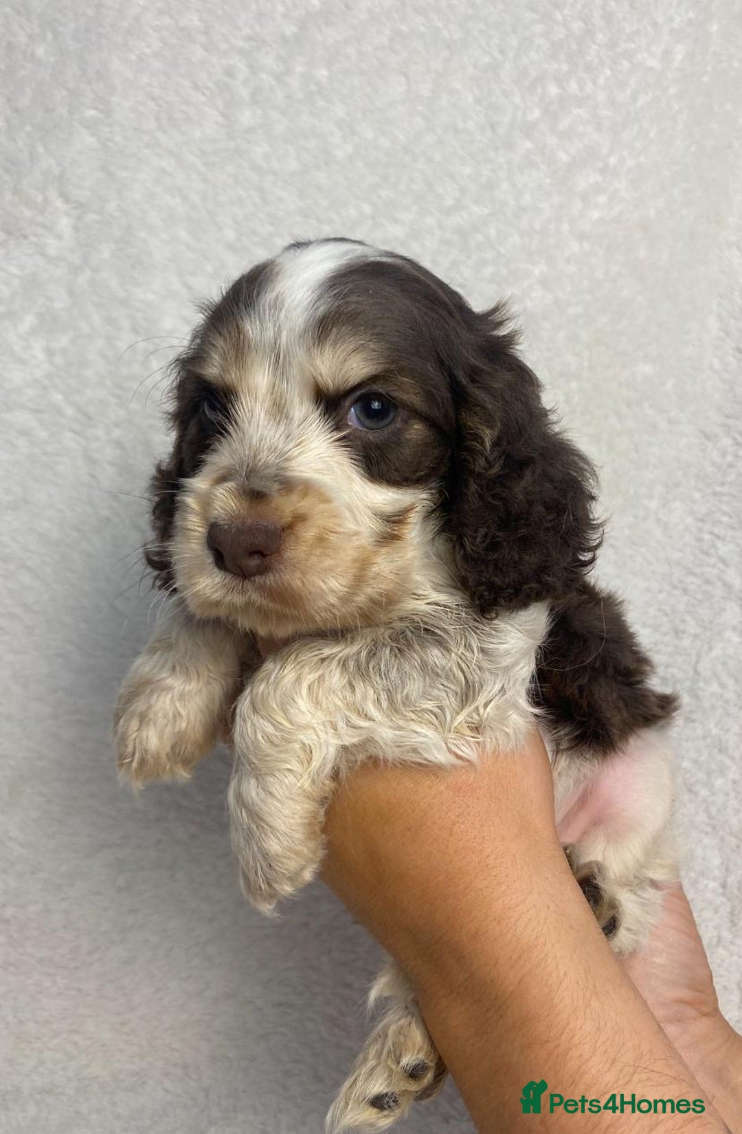 Cocker Spaniel dogs for sale: Show type cocker spaniels  - Image 20