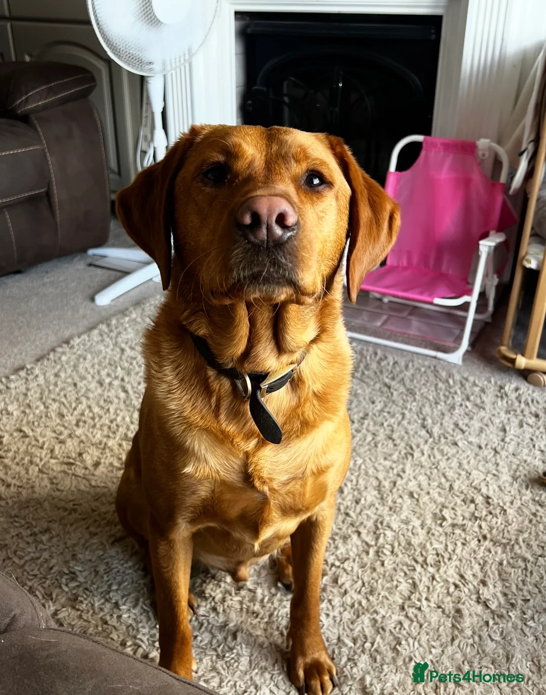 Labrador Retriever dogs for sale: Male 3y/o red fox Labrador for rehoming  - Advert 13