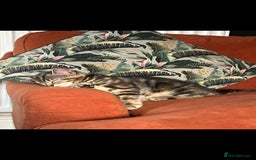 Mixed Breed cats for sale: Beautiful Kittens – Health Checked & Chipped - Image 5