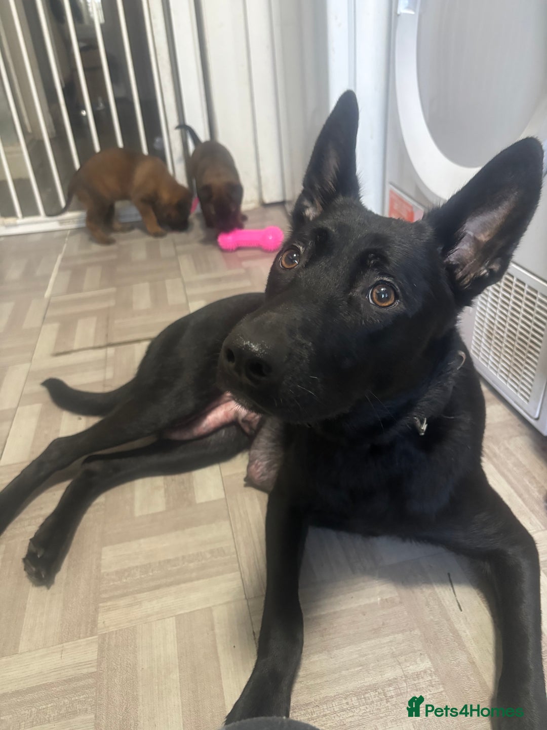 Belgian Shepherd Dog dogs for sale: Incredible Belgian malinois for sale - Advert 1