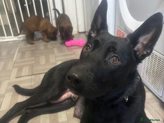 Belgian Shepherd Dog dogs Incredible Belgian malinois for sale - Advert 2