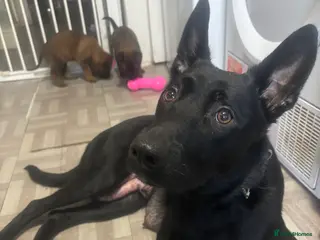 Belgian Shepherd Dog dogs Incredible Belgian malinois for sale - Advert 13