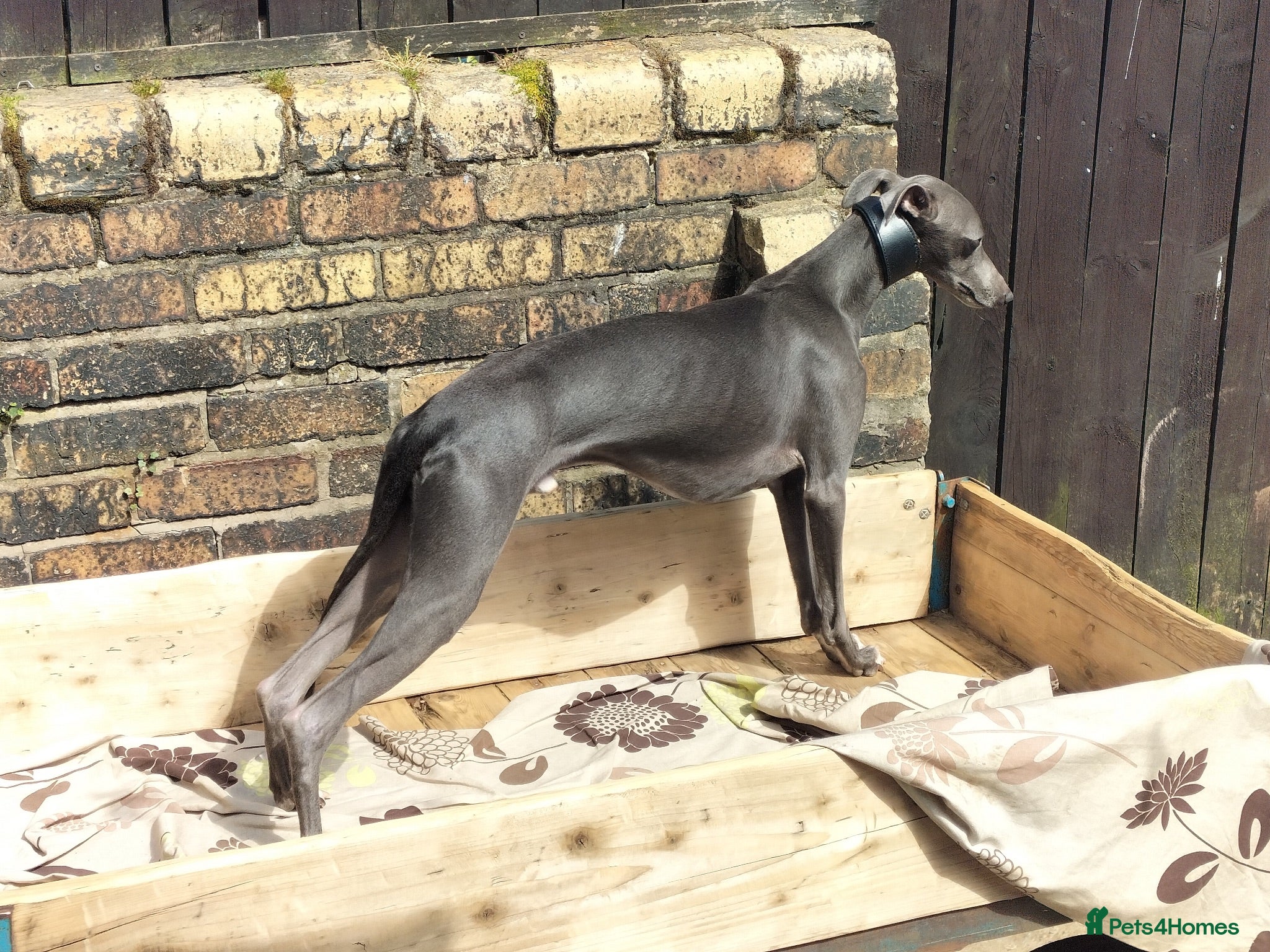 Whippet dogs Kc whippet dog - Advert 2