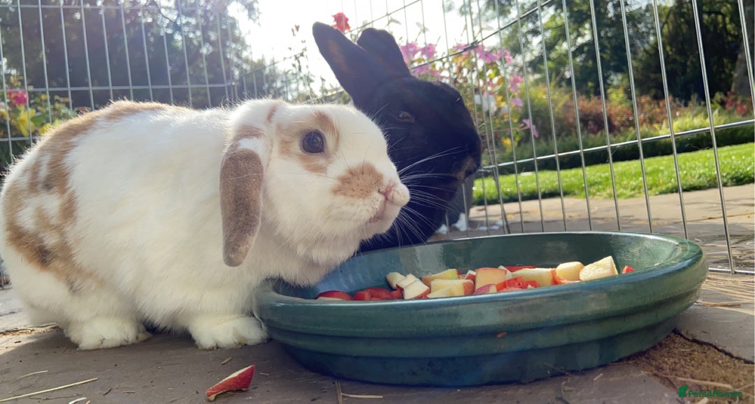 Mixed Breed rabbits for sale: Elderly rabbits for adoption - Image 1