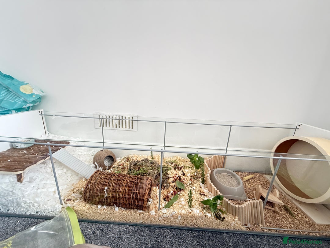 Hamster rodents for sale: Pickles the hamster  - Image 2