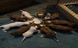 Boxer dogs for sale: KC Registered Boxer Puppies - Image 20