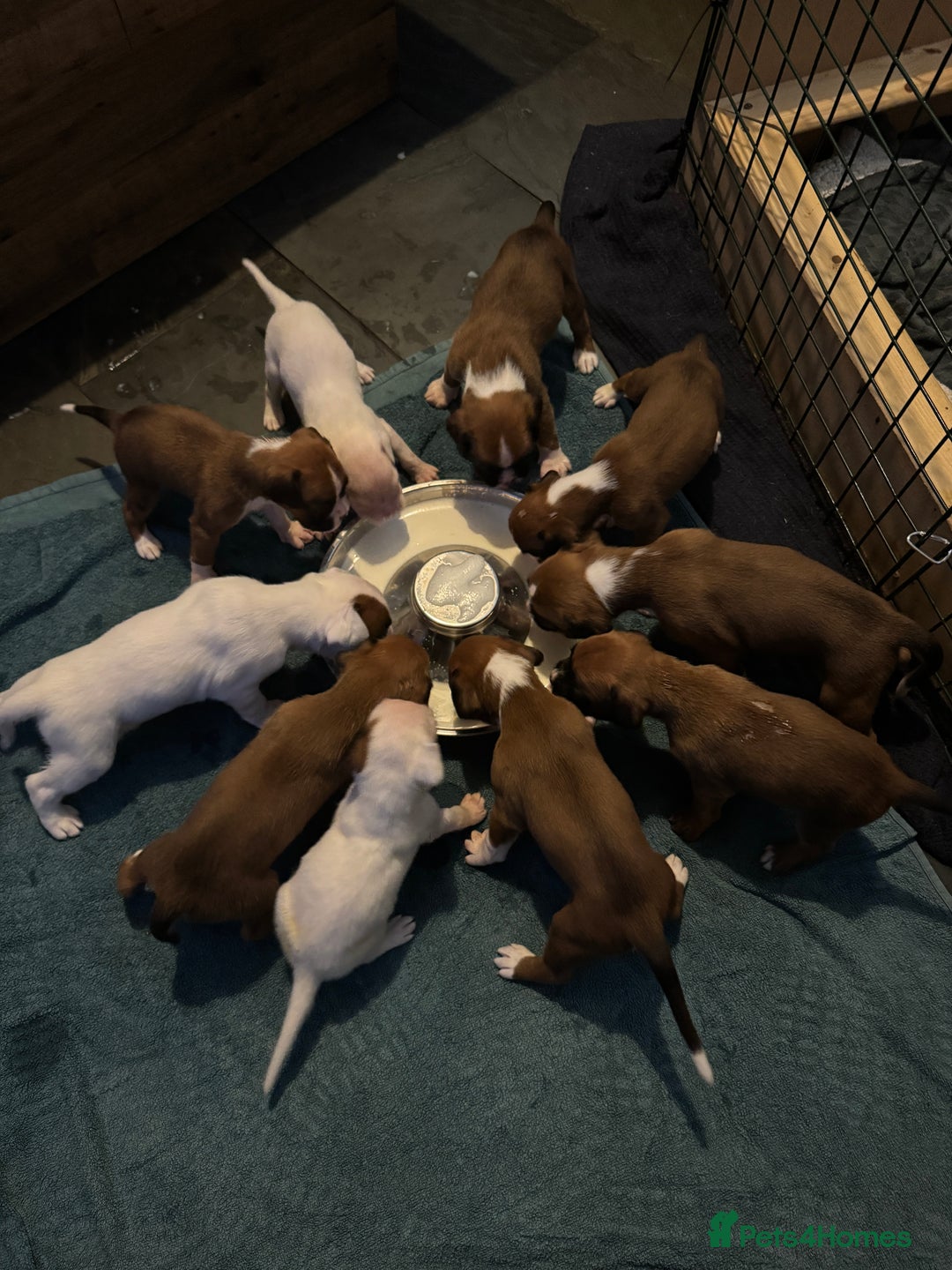 Boxer dogs for sale: KC Registered Boxer Puppies - Image 20