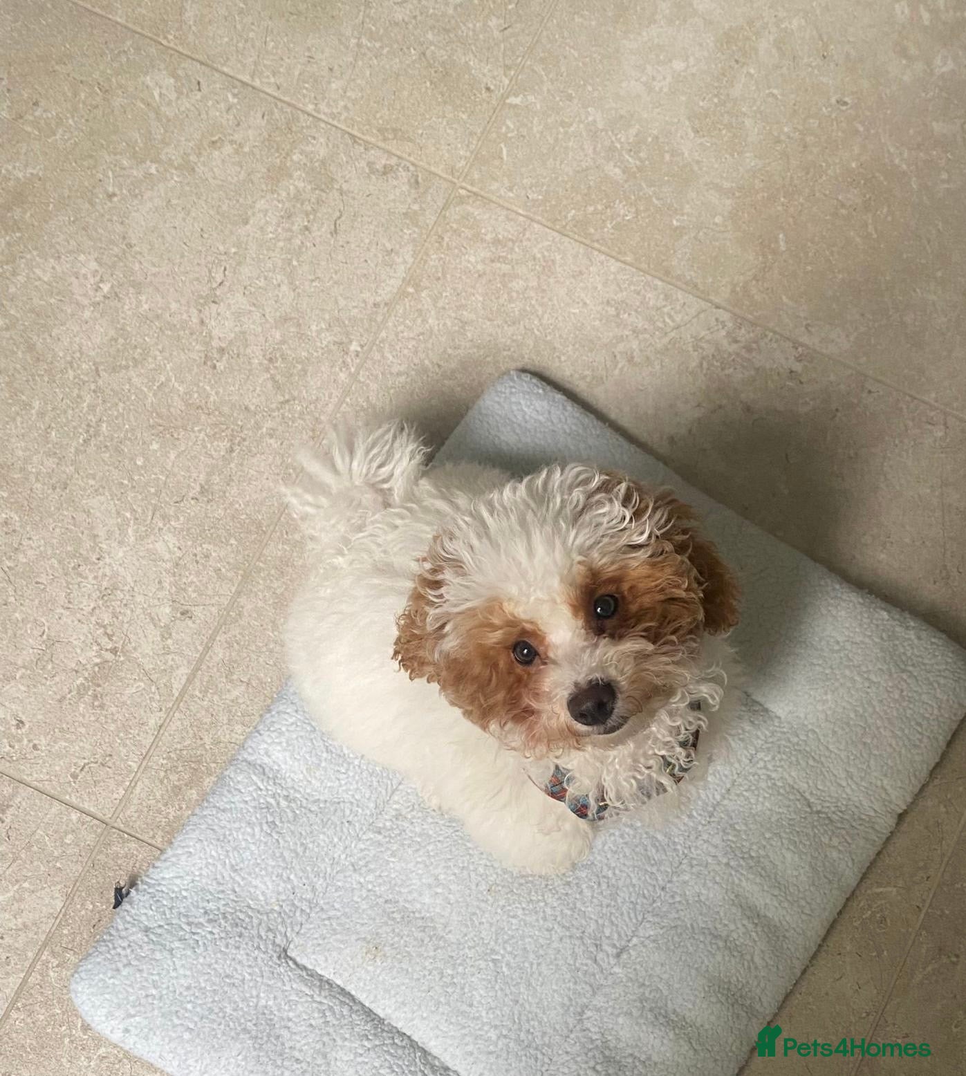 Maltipoo dogs Looking for a lovely family for 🐶 - Advert 1