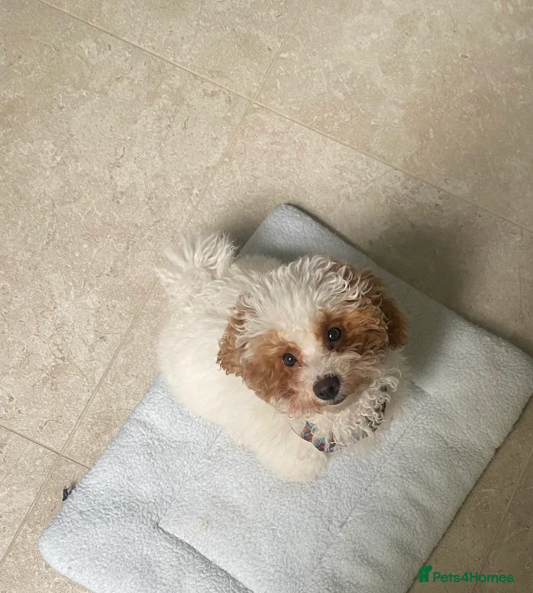 Maltipoo dogs for sale: Looking for a lovely family for 🐶 - Advert 1