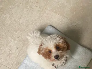 Maltipoo dogs Looking for a lovely family for 🐶 - Advert 1