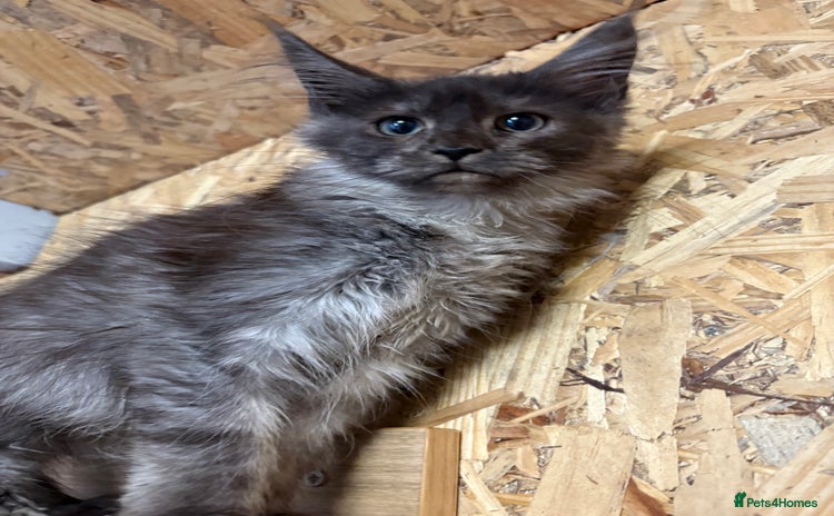 Maine Coon cats - Advert 3
