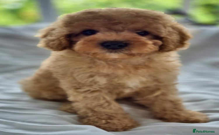 Cavapoochon dogs - Advert 1