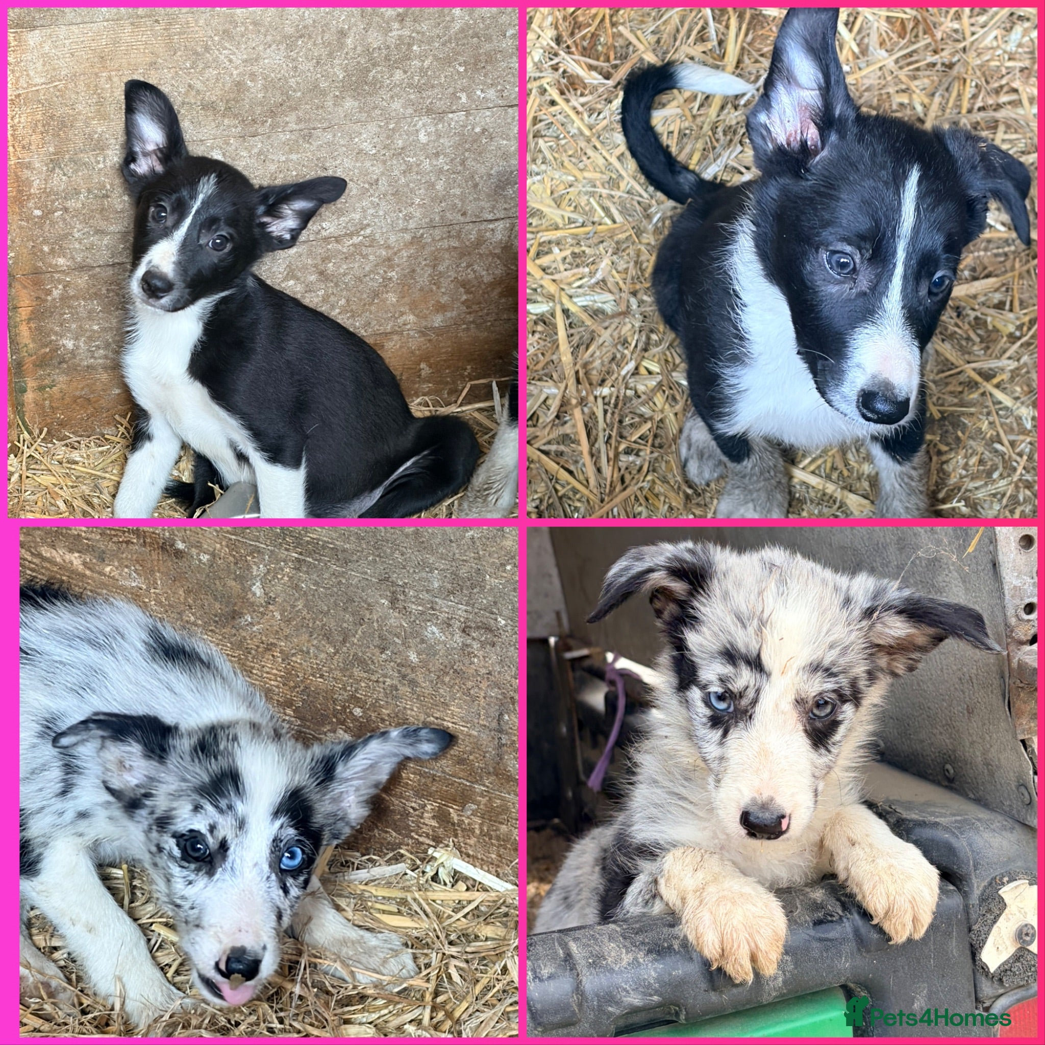 Border Collie dogs Only 4 beautiful border collie pups  - Advert 1