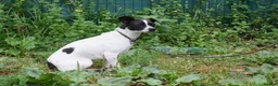 Mixed Breed dogs for adoption: Maya  in Newcastle upon Tyne - Advert 5