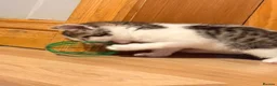 Mixed Breed cats for sale: Turkish van x American wire hair  - Advert 4