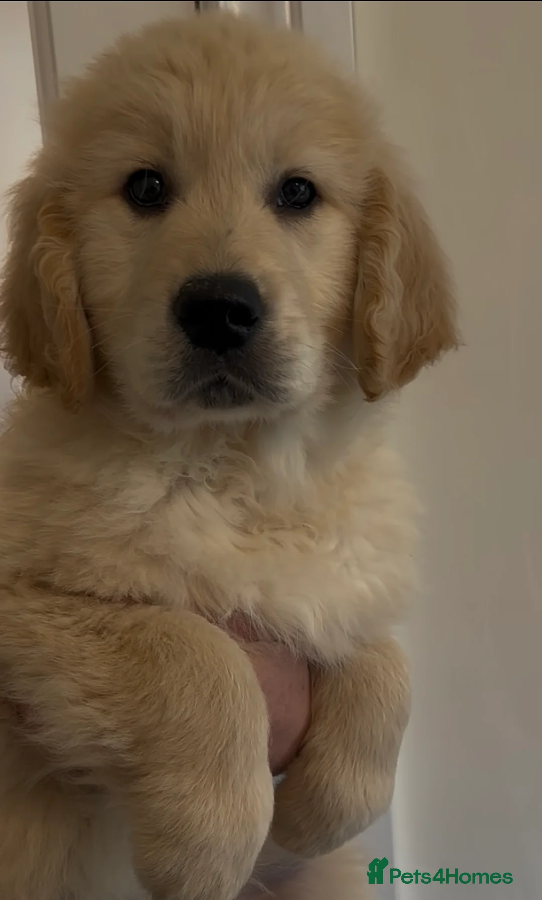 Golden Retriever dogs for sale: READY TO GO - Golden retriever puppies  in Stoke-on-Trent - Advert 10