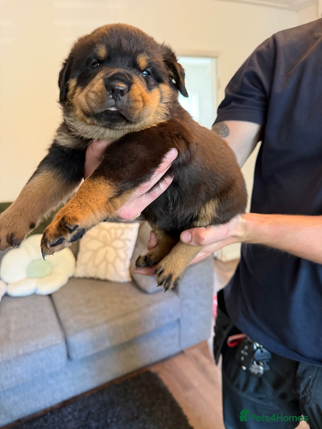 Rottweiler dogs for sale: Rottweiler puppies  - Image 4