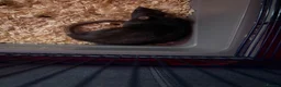 Rat rodents for sale: 5 baby boys looking for a home  - Advert 3