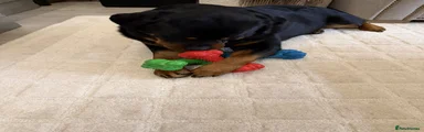 Rottweiler 2