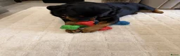 Rottweiler dogs for sale: Beautiful Rottweiler Pups Looking for  Homes in Birmingham - Advert 2