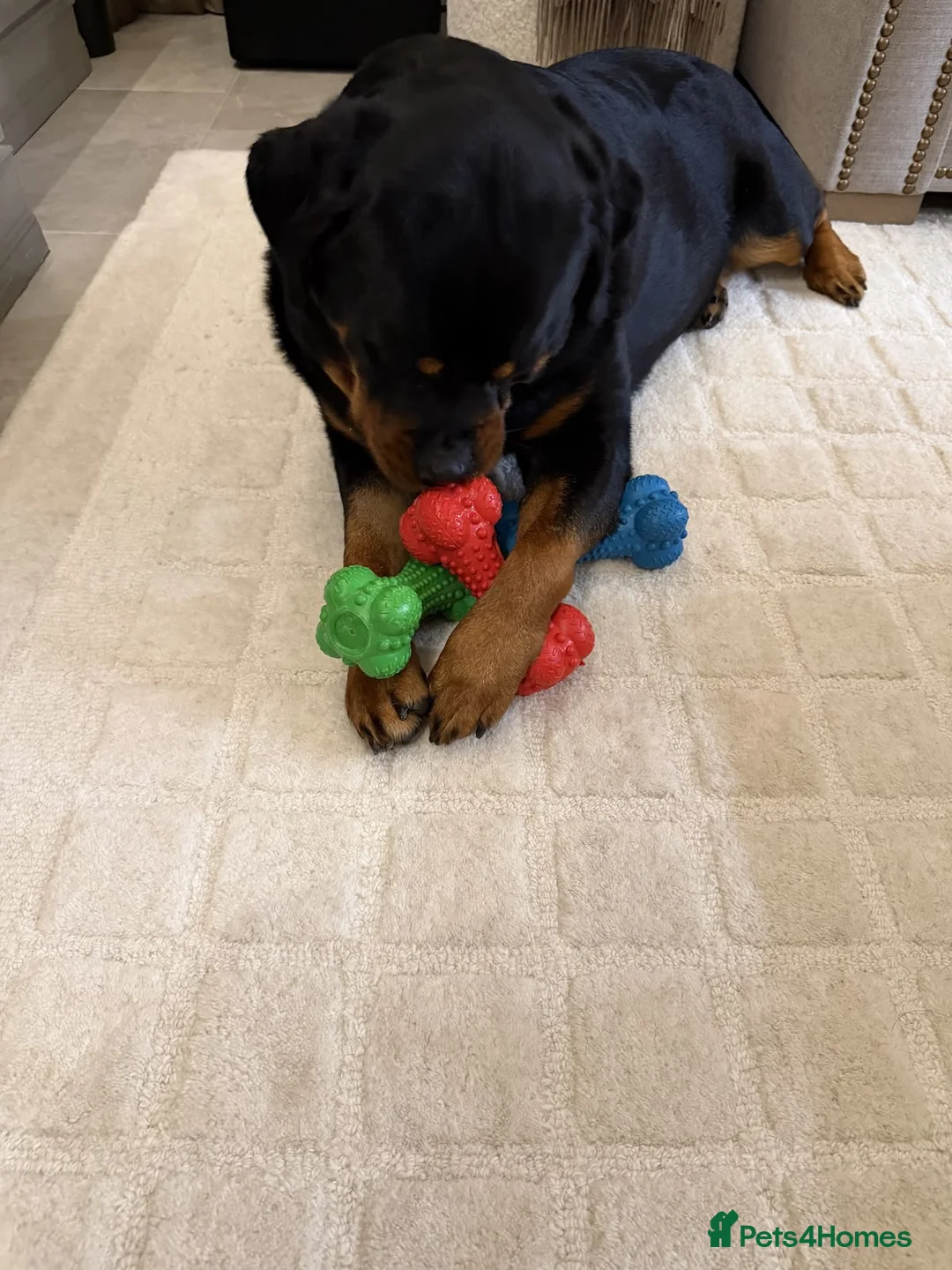 Rottweiler dogs for sale: Beautiful Rottweiler Pups Looking for  Homes in Birmingham - Advert 2