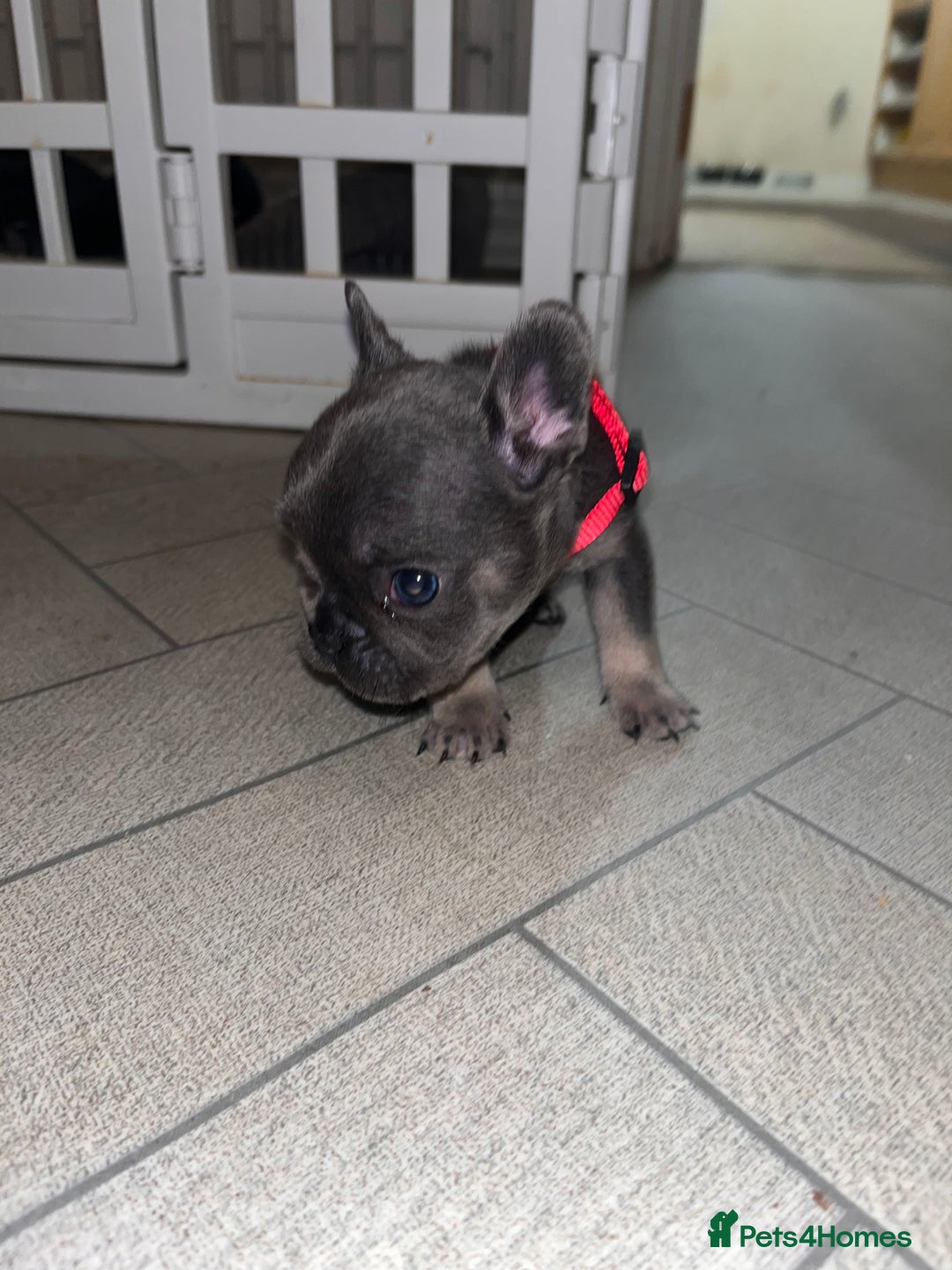 French Bulldog dogs for sale: Cutest frenchies pups  - Advert 29
