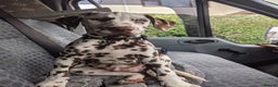Dalmatian dogs for stud: Dalmatian stud. blue eyed Liver Spot/PROVEN in Bridgend - Advert 13