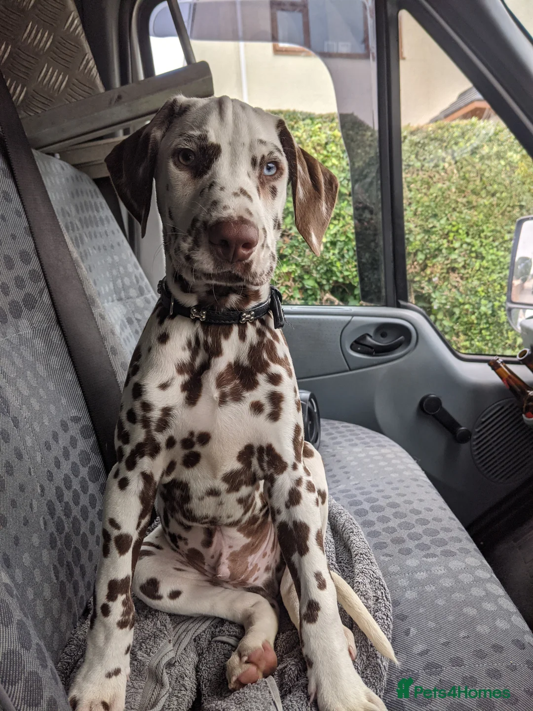 Dalmatian dogs for stud: Dalmatian stud. blue eyed Liver Spot/PROVEN in Bridgend - Advert 13