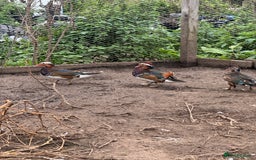 Ducks poultry for sale: Mandarin ducks males drakes - Image 2