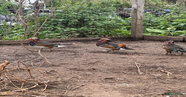 Ducks poultry - Advert 4