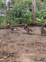 Ducks poultry Mandarin ducks males drakes - Advert 7