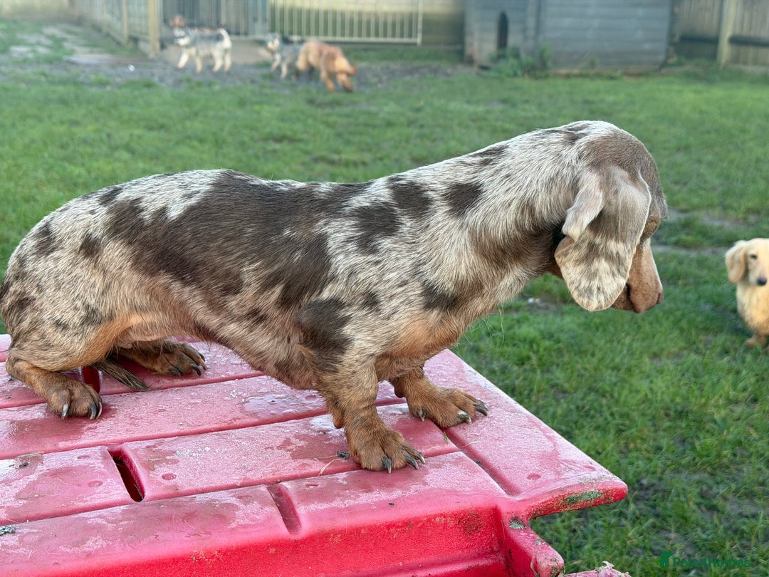 Miniature Dachshund dogs for sale: Dapple mini girl  - Advert 8
