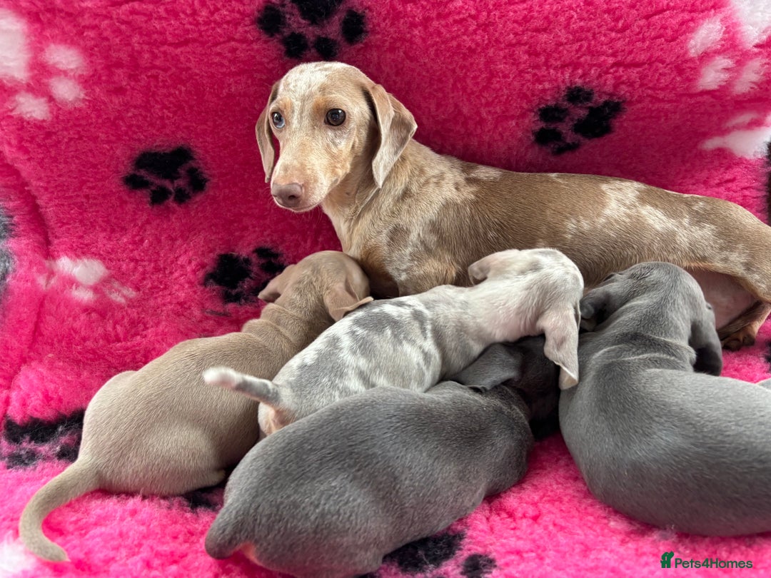 Miniature Dachshund dogs for sale: Miniature dachshund puppies  - Image 9