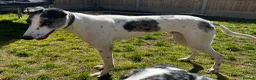 Lurcher dogs for stud: Handsome lurcher available for stud  - Advert 6
