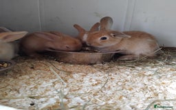 Mini Lop rabbits for sale: Baby lops  - Image 4