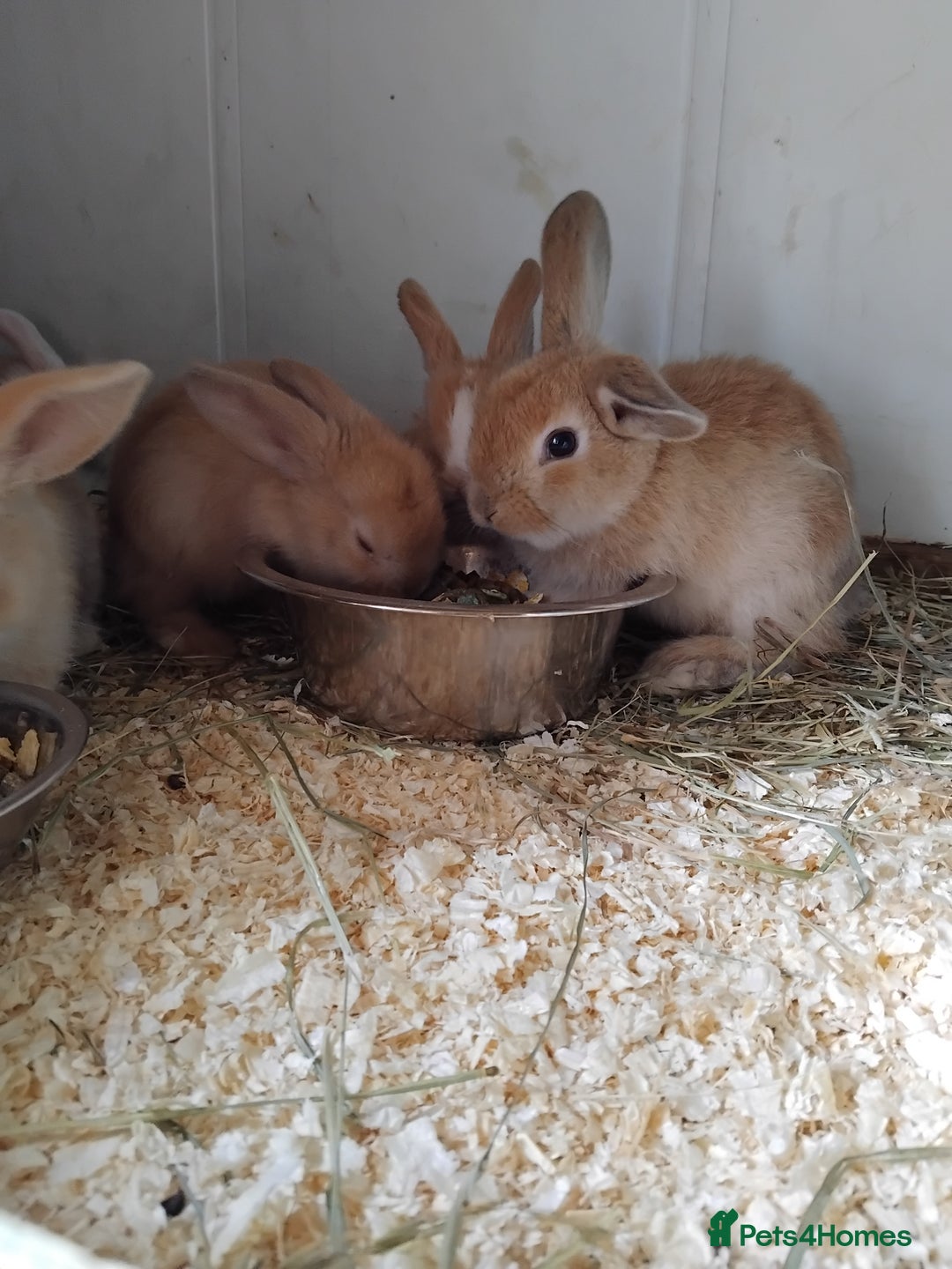 Mini Lop rabbits for sale: Baby lops  - Image 4