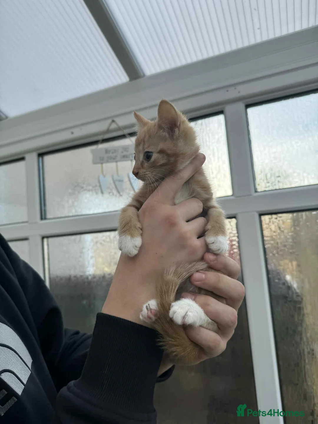 Mixed Breed cats for sale: Maine coon xxx - Advert 8