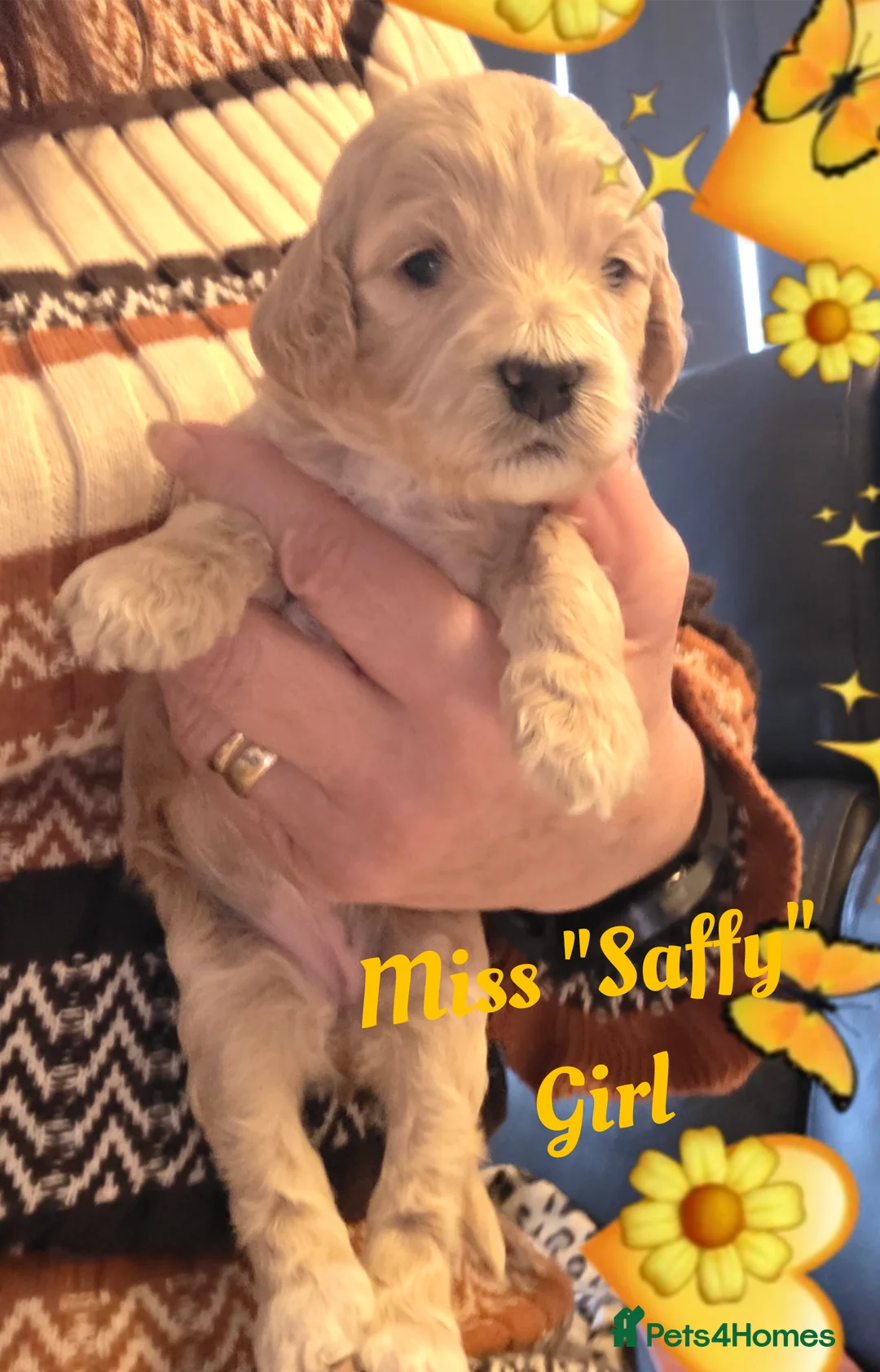 Cockapoo dogs for sale: Adorable Cockerpoo Teddy Bears - Advert 2