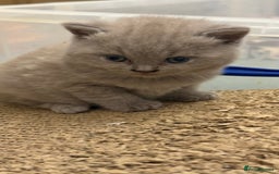 British Shorthair cats for sale: Price reduced Reg gccf Liliac BSH two female  - Image 15