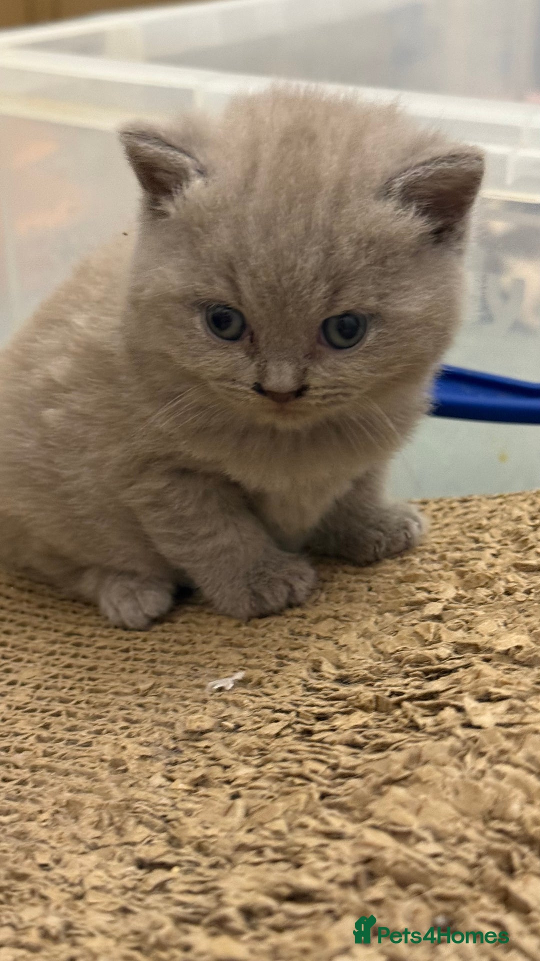British Shorthair cats for sale: Price reduced Reg gccf Liliac BSH two female  - Image 15
