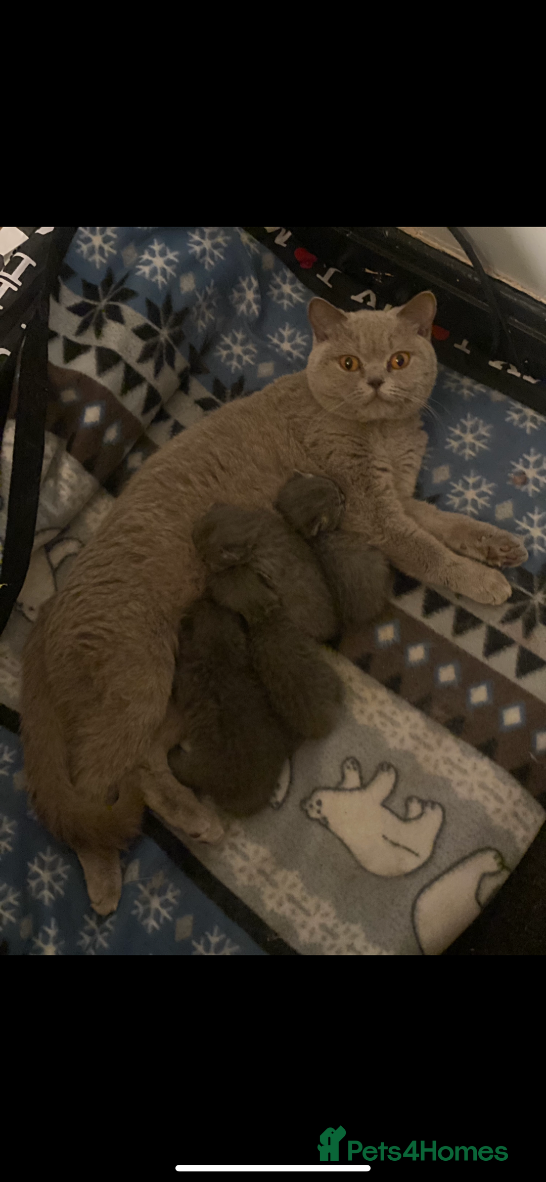 British Shorthair cats for sale: Gorgeous BSH kittens  - Advert 9