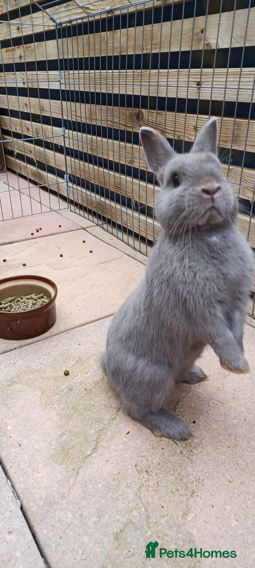 Netherland Dwarf rabbits for sale: Netherland dwarf rabbit.  Male  - Advert 2