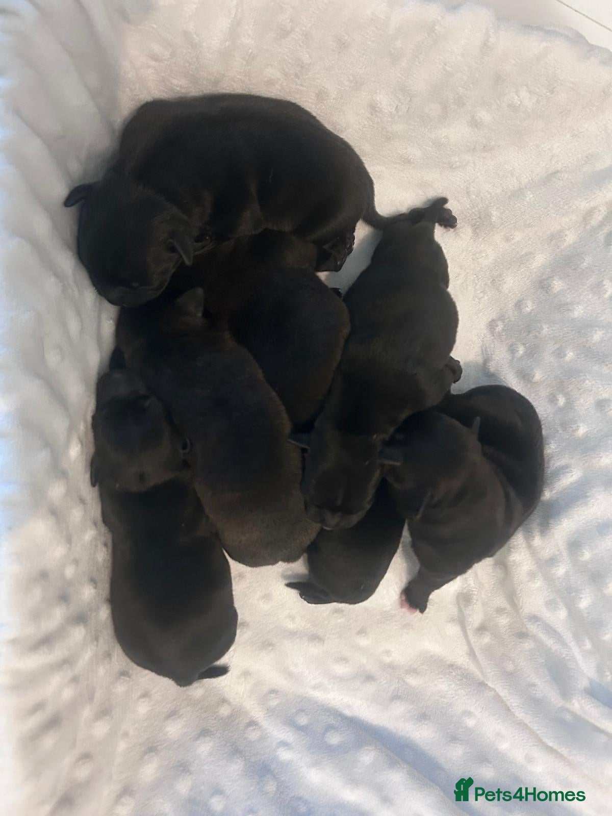 Staffordshire Bull Terrier dogs Staffordshire bull terrier  - Advert 2