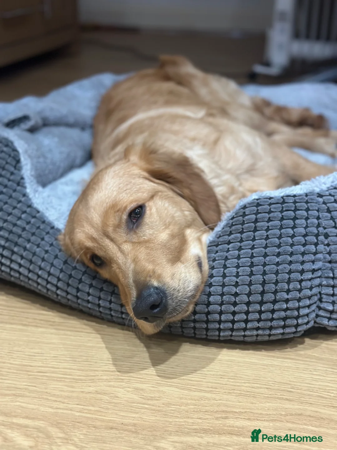 Golden Retriever dogs for sale: Dog for Sale in Croydon - Advert 9